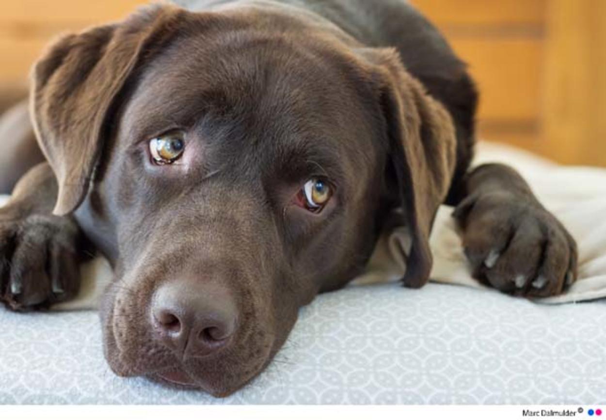 Pet therapy: dagli animali un aiuto concreto per bimbi e malati